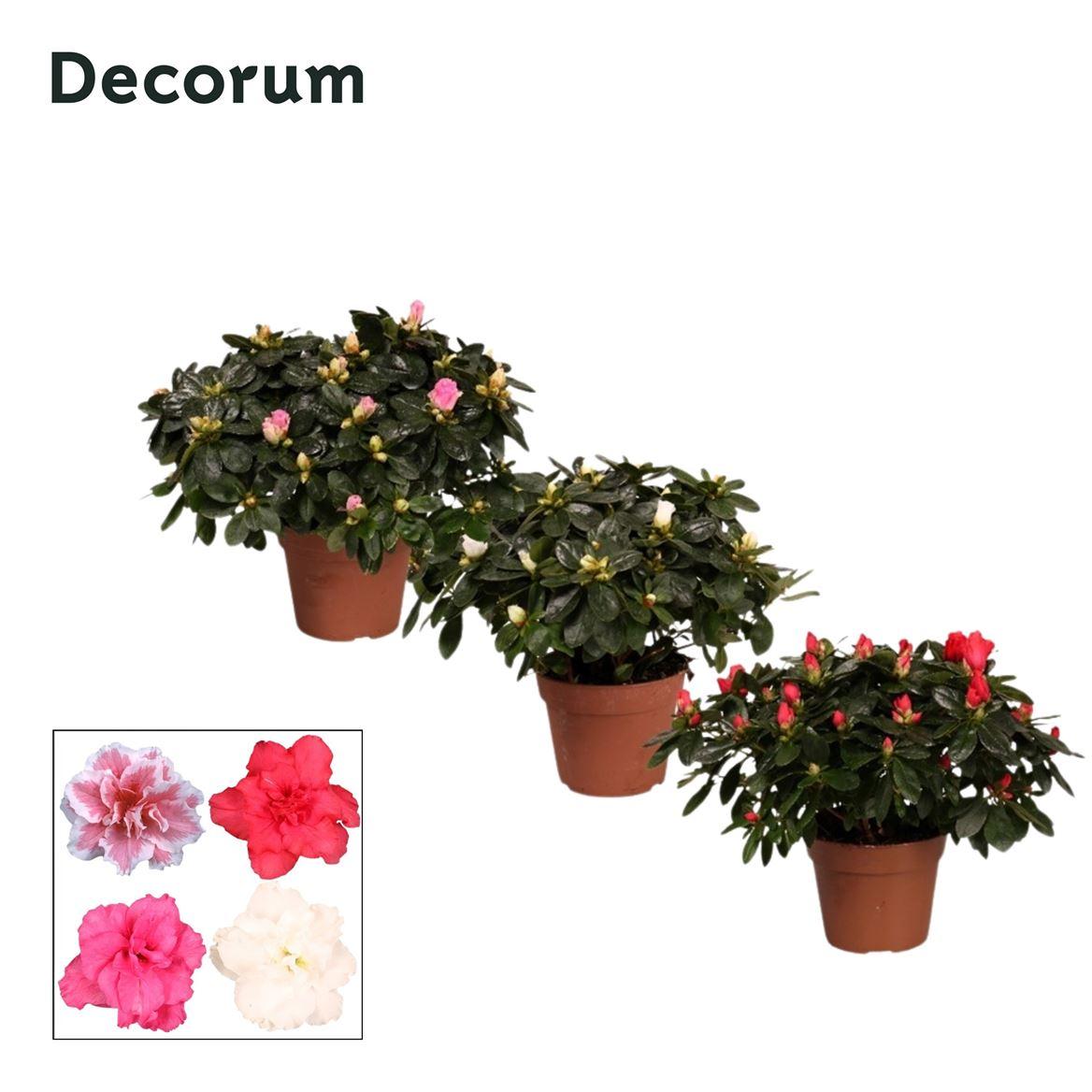Горшечные цветы и растения оптом Azalea Mix (decorum) от 6шт из Голландии с доставкой по России