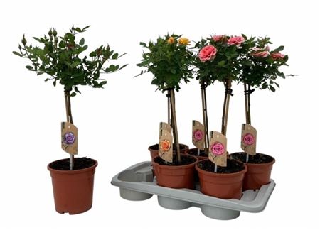 Горшечные цветы и растения оптом Rosa St Ov Stam от 6шт из Голландии с доставкой по России