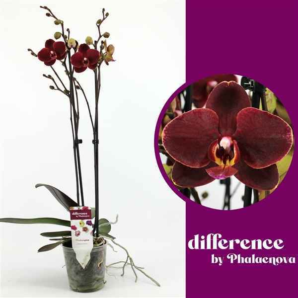 Горшечные цветы и растения оптом Phal 2st Ola 14+ (phalaenova) от 10шт из Голландии с доставкой по России