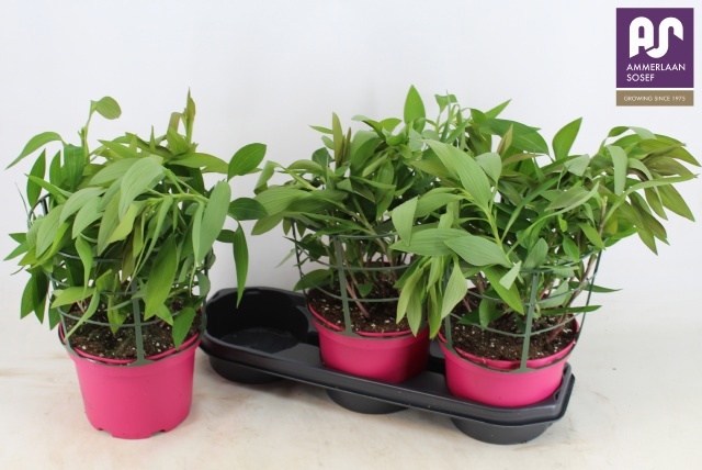 Горшечные цветы и растения оптом Alst Ov от 3шт из Голландии с доставкой по России