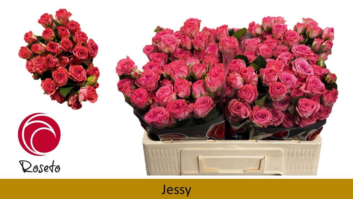 Срезанные цветы оптом Rosa spray jessy от 40шт из Голландии с доставкой по России