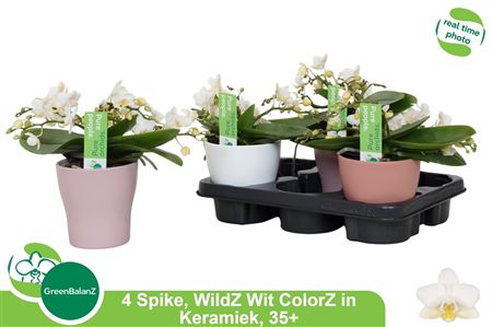 Горшечные цветы и растения оптом Phal Ov Wit 4 Branches Ceramic *spring Deal* от 3шт из Голландии с доставкой по России