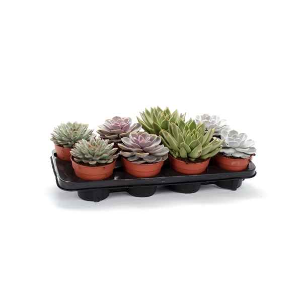 Горшечные цветы и растения оптом Echeveria Mix от 8шт из Голландии с доставкой по России