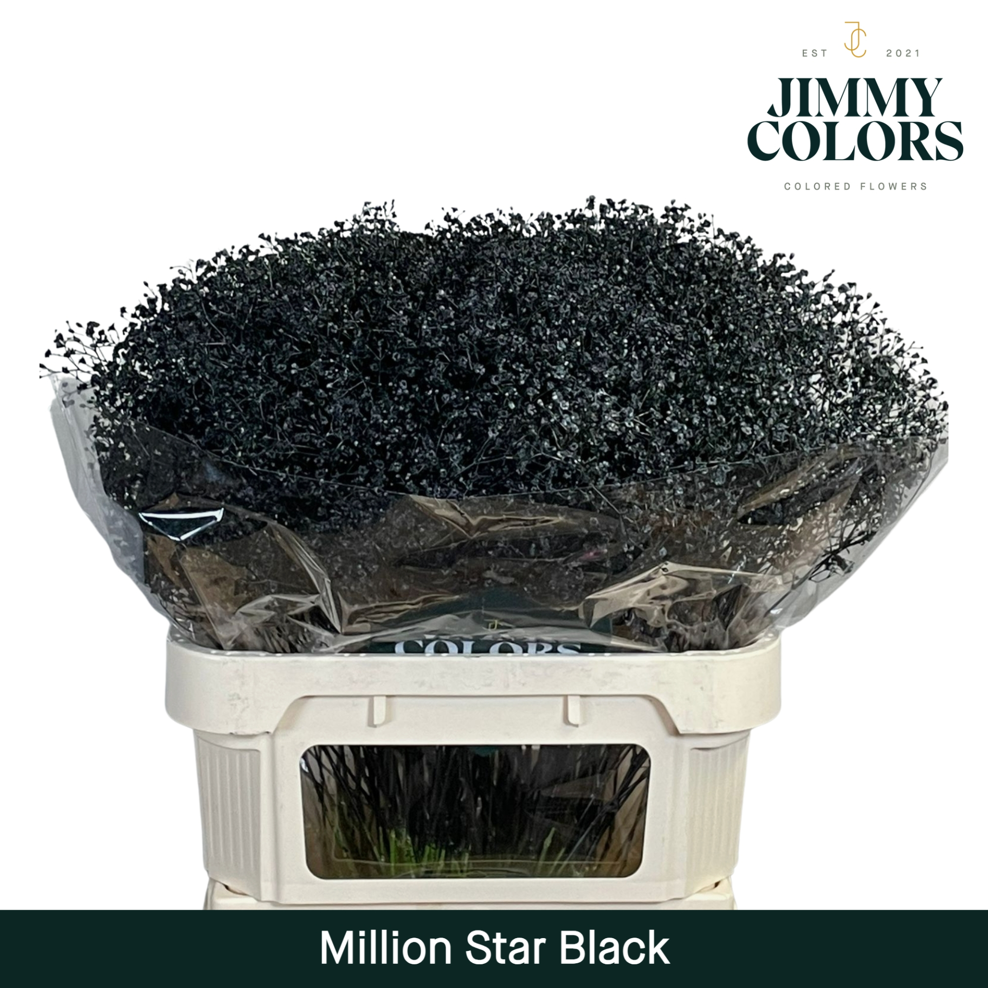 Срезанные цветы оптом Gyps fine paint black от 25шт из Голландии с доставкой по России