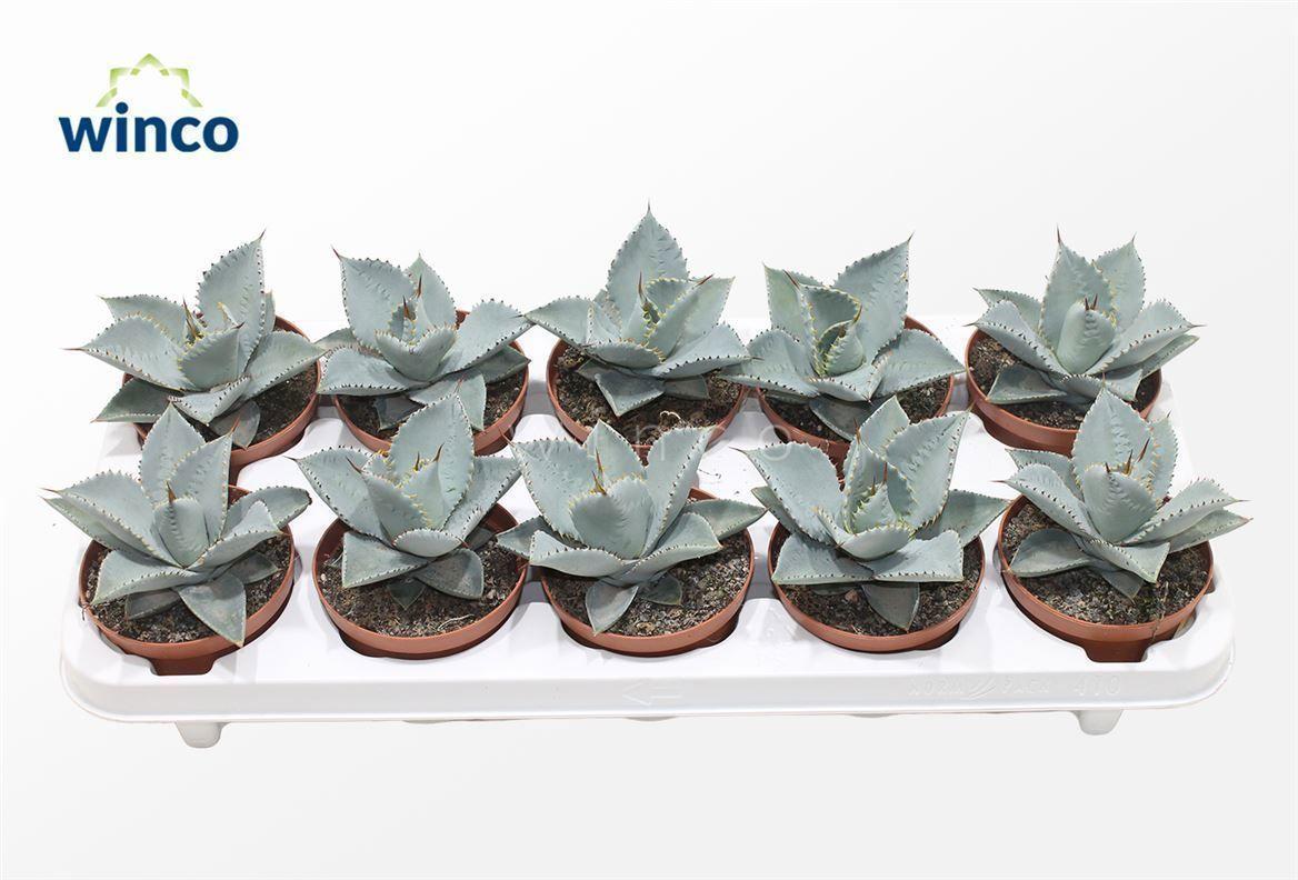 Горшечные цветы и растения оптом Agave Dragionis от 10шт из Голландии с доставкой по России