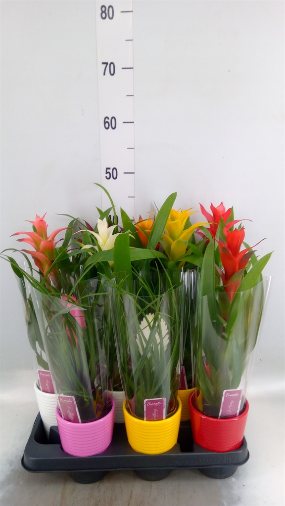 Горшечные цветы и растения оптом Bromelia   ...mix от 9шт из Голландии с доставкой по России