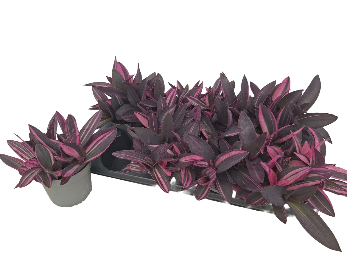 Горшечные цветы и растения оптом Trad Purple Heart от 8шт из Голландии с доставкой по России