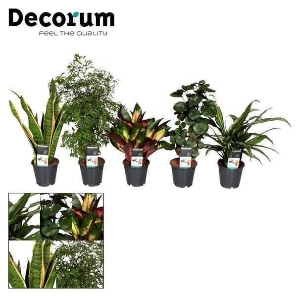 Горшечные цветы и растения оптом Plantmix Bali  (decorum) от 10шт из Голландии с доставкой по России