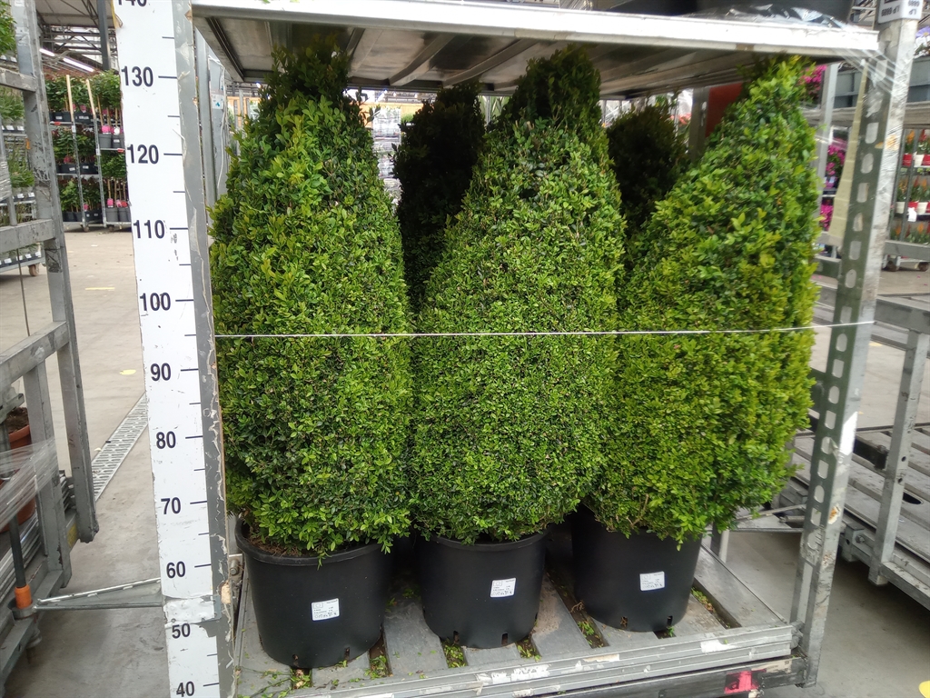 Горшечные цветы и растения оптом Buxus Semp.   ... от 1шт из Голландии с доставкой по России