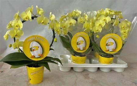 Горшечные цветы и растения оптом Phal ** Paint ** Boog Happy Easter 2 Branches 18+ от 4шт из Голландии с доставкой по России