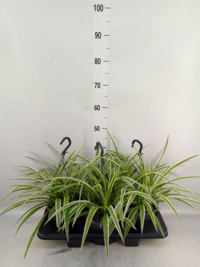 Горшечные цветы и растения оптом Chlorophytum Com. от 3шт из Голландии с доставкой по России