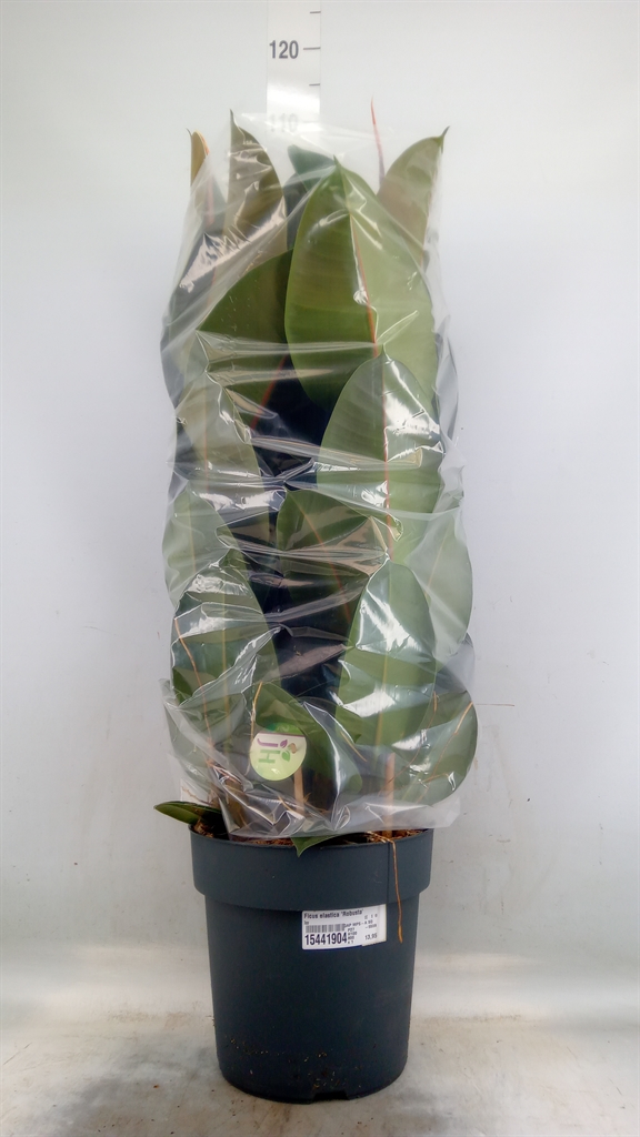 Горшечные цветы и растения оптом Ficus El Robusta 3pp от 1шт из Голландии с доставкой по России