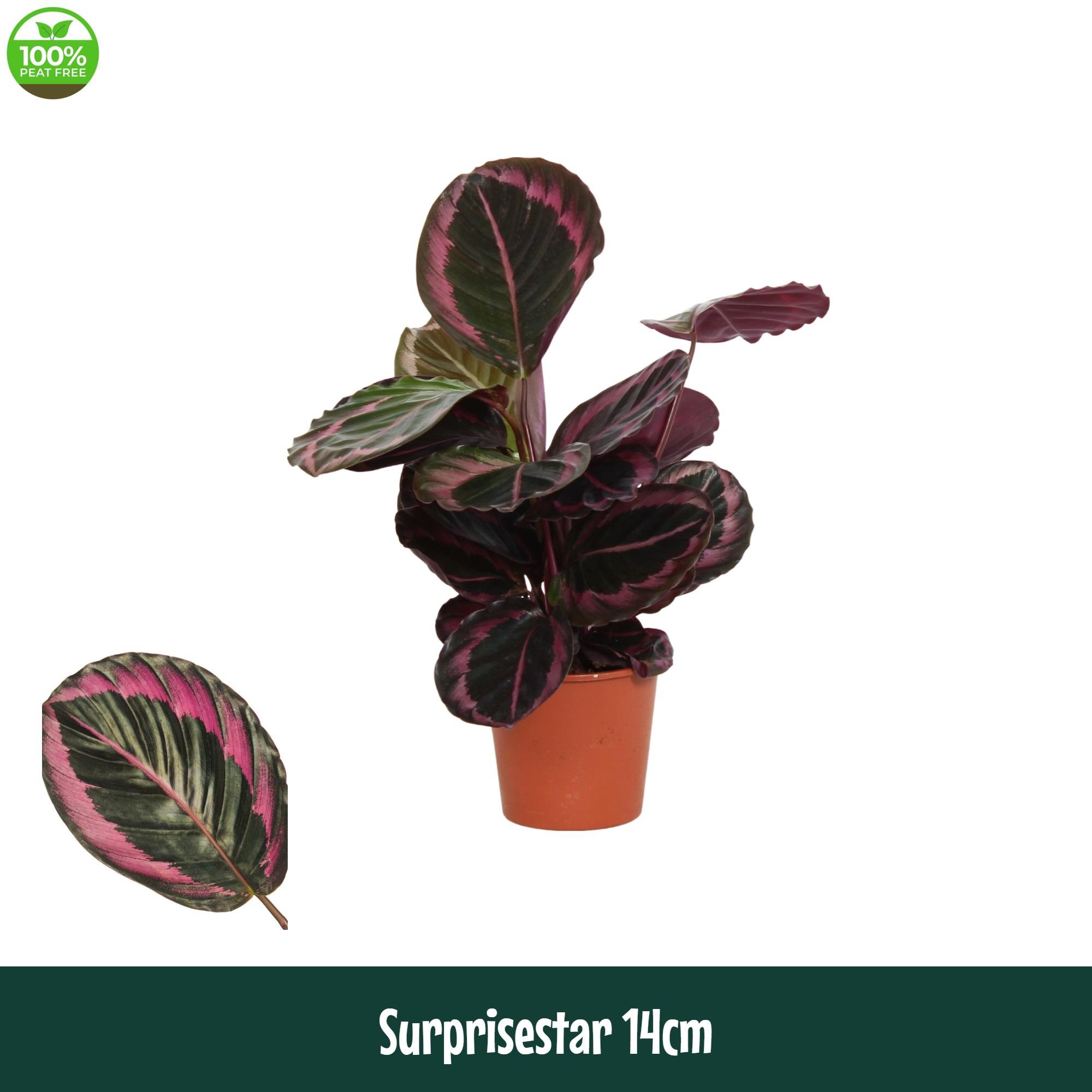 Горшечные цветы и растения оптом Calathea Surprisestar от 8шт из Голландии с доставкой по России