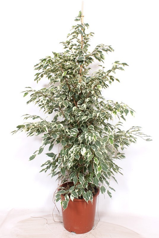 Горшечные цветы и растения оптом Ficus Be Twilight от 1шт из Голландии с доставкой по России