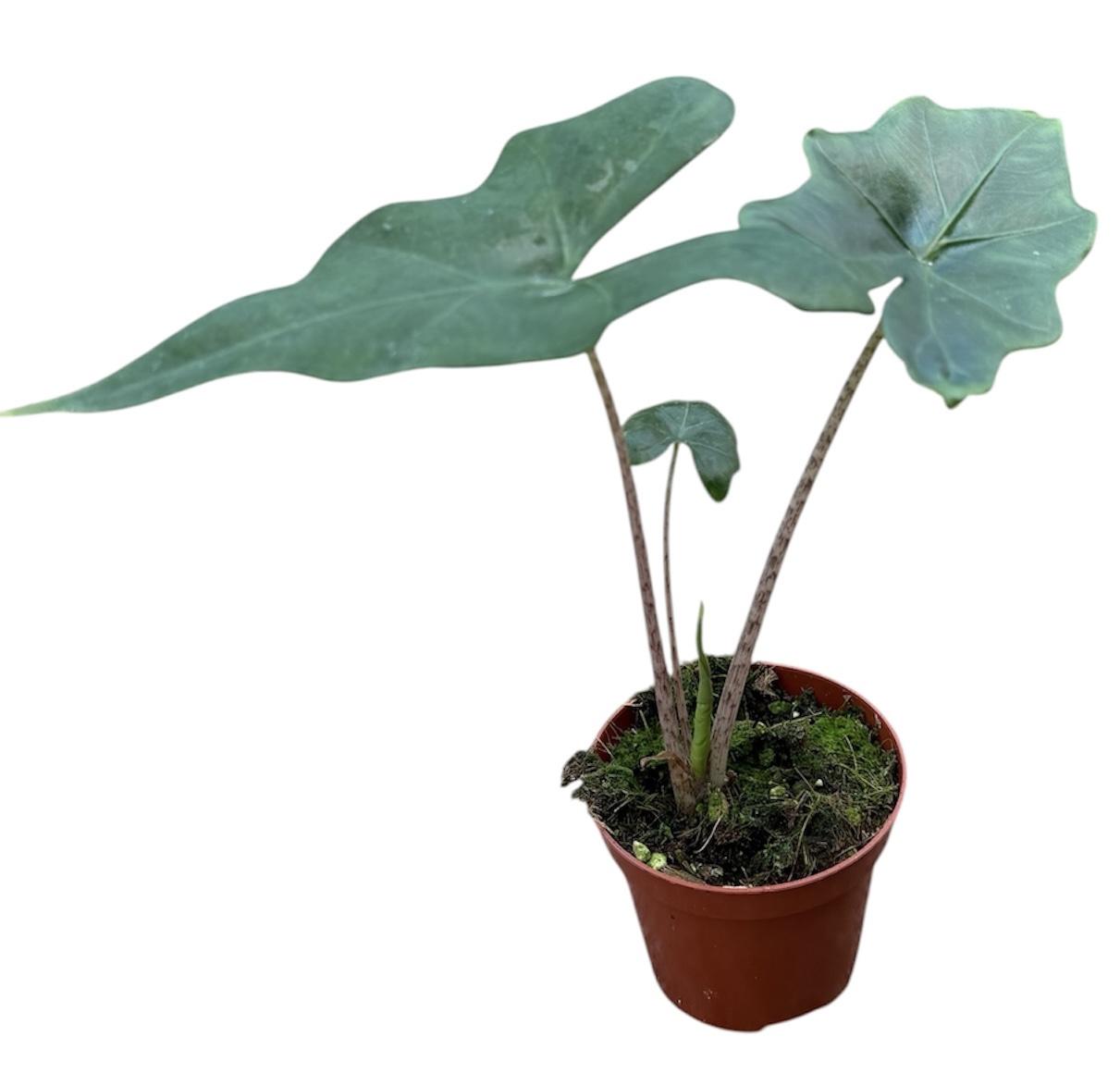 Горшечные цветы и растения оптом Alocasia Batwing от 1шт (для телеги) из Голландии с доставкой по России