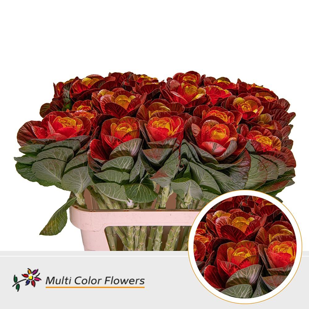 Срезанные цветы оптом Brassica paint red + yellow eye от 30шт из Голландии с доставкой по России
