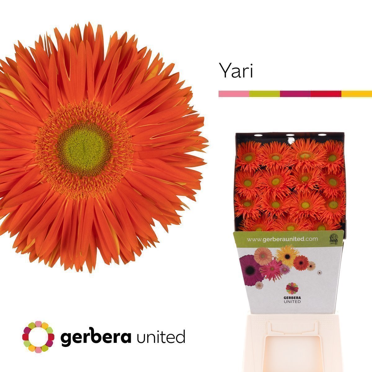 Срезанные цветы оптом Gerbera diamond yari+ от 45шт из Голландии с доставкой по России