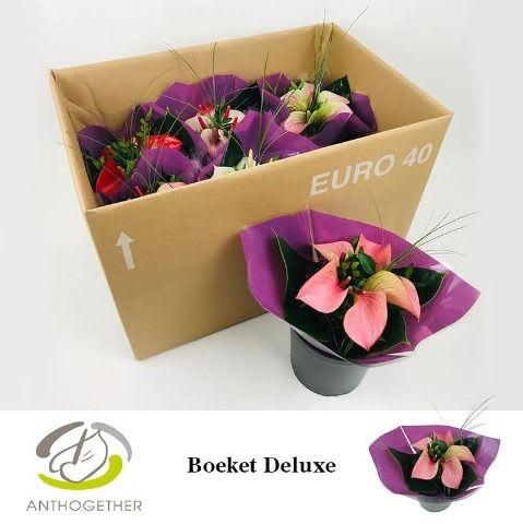 Срезанные цветы оптом Anthurium bouquet от 6шт. из Голландии с доставкой по России