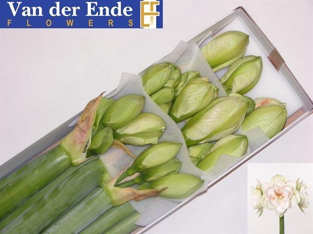 Срезанные цветы оптом Hippeastrum double nymph от 8шт из Голландии с доставкой по России