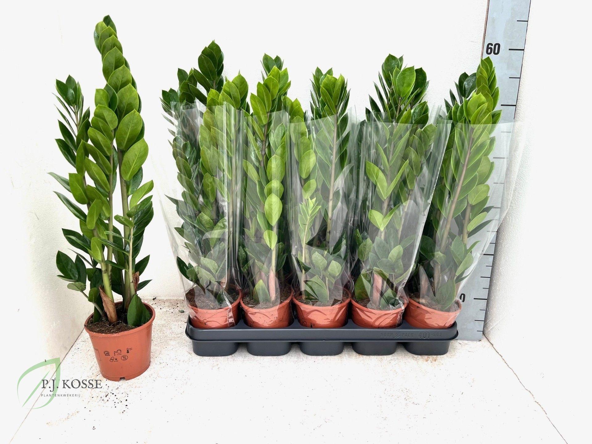 Горшечные цветы и растения оптом Zamio Zamiifolia от 10шт из Голландии с доставкой по России