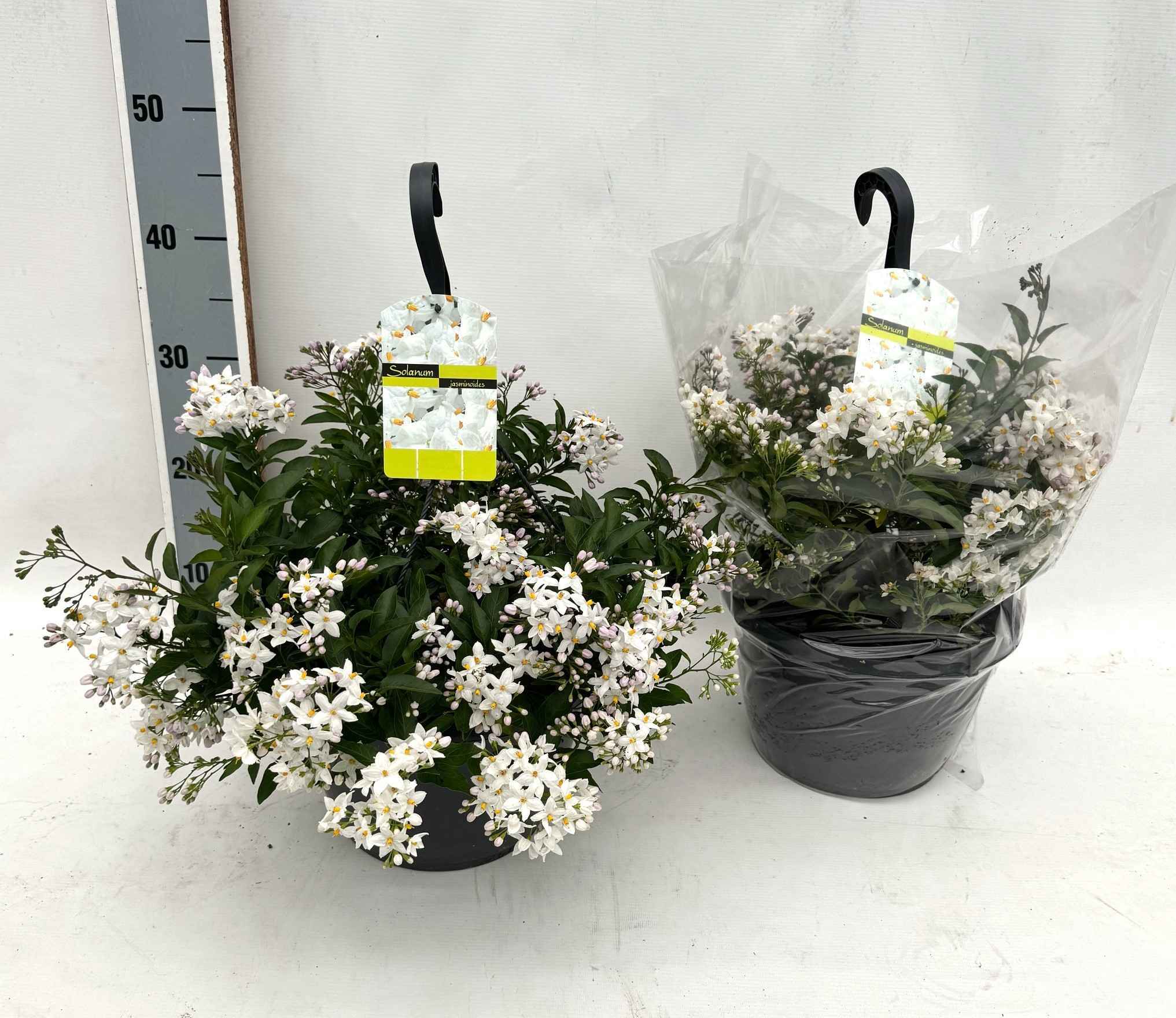 Горшечные цветы и растения оптом Solanum Jasminoides от 1шт из Голландии с доставкой по России
