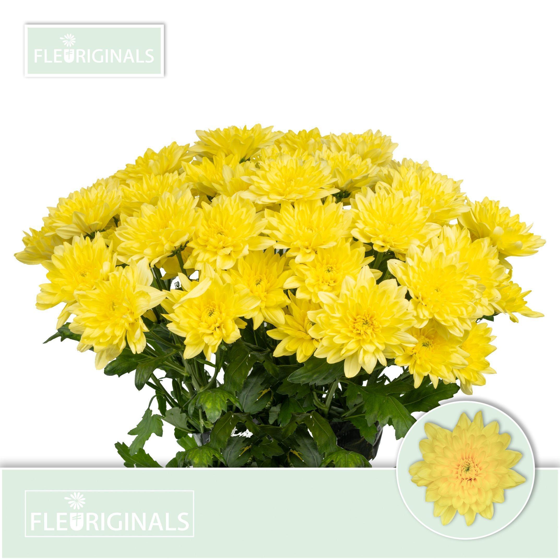 Срезанные цветы оптом Chrys sp baltica yellow от 80шт.. из Голландии с доставкой по России