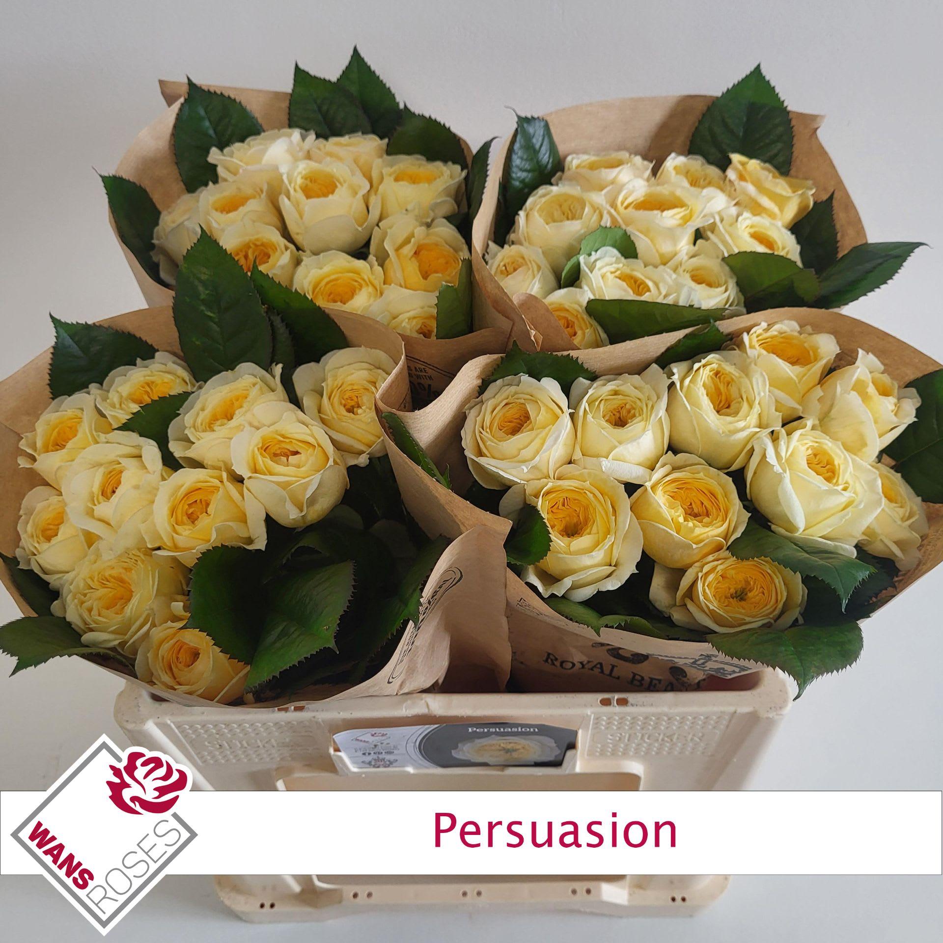 Срезанные цветы оптом Rosa garden persuasion от 40шт из Голландии с доставкой по России