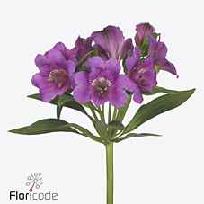 Срезанные цветы оптом Alstroemeria falipo от 60шт из Голландии с доставкой по России