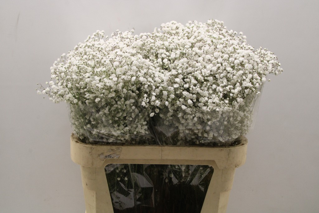 Срезанные цветы оптом Gyps xlence от 50шт из Голландии с доставкой по России