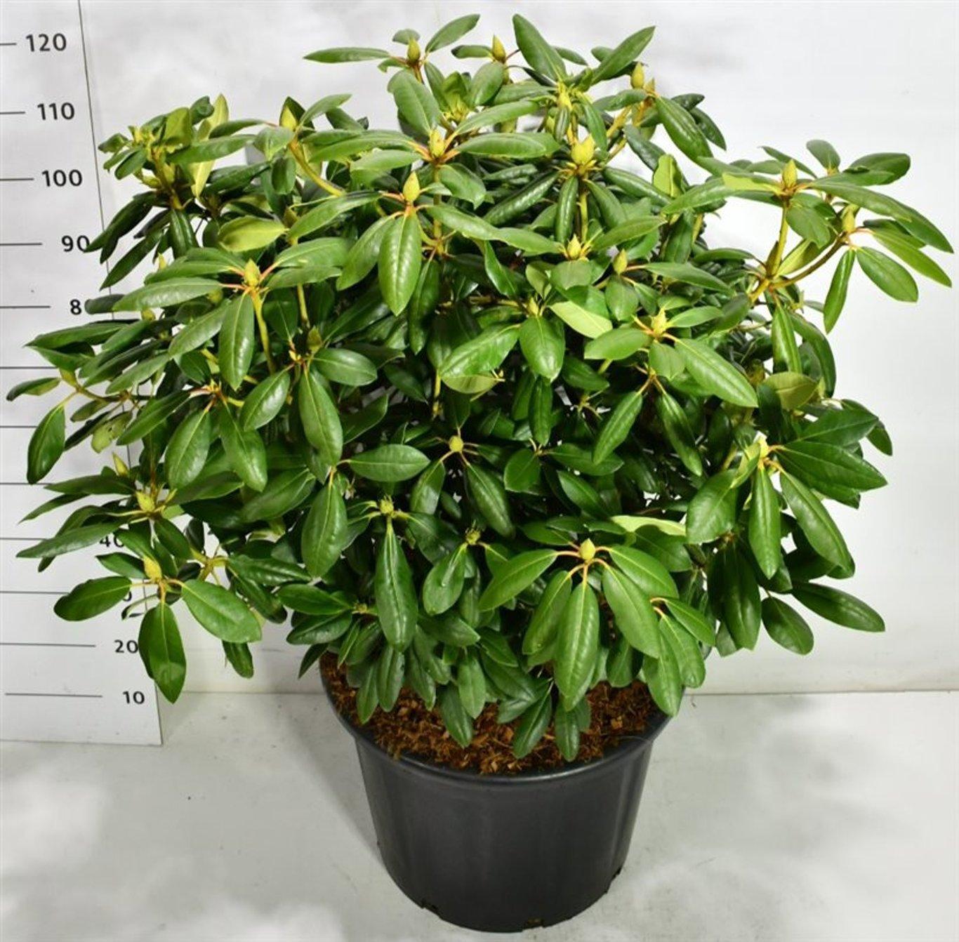 Горшечные цветы и растения оптом Rhododendron Roseum Elegans от 1шт из Голландии с доставкой по России