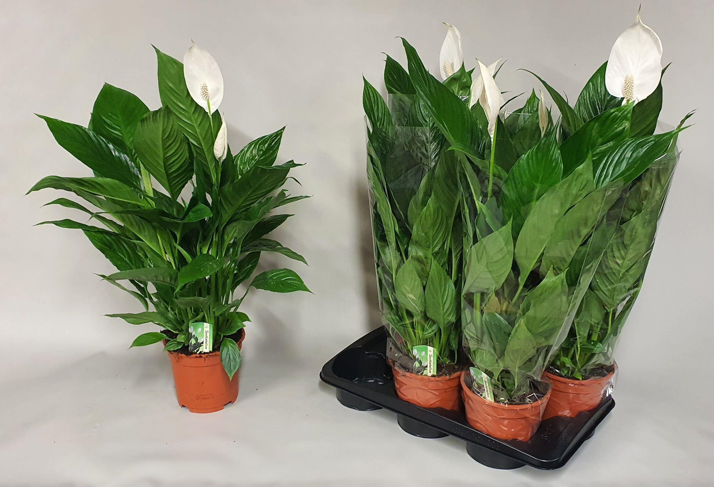 Горшечные цветы и растения оптом Spath Verdi от 6шт из Голландии с доставкой по России