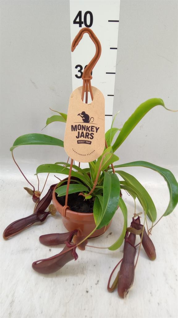 Горшечные цветы и растения оптом Nepenthes ... от 1шт из Голландии с доставкой по России