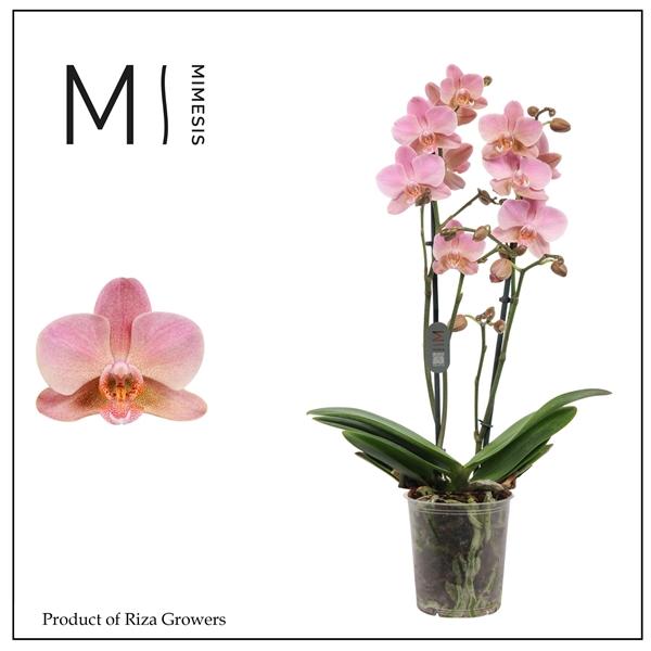 Горшечные цветы и растения оптом Phal 2st Treviso 22+ Mimesis от 10шт из Голландии с доставкой по России