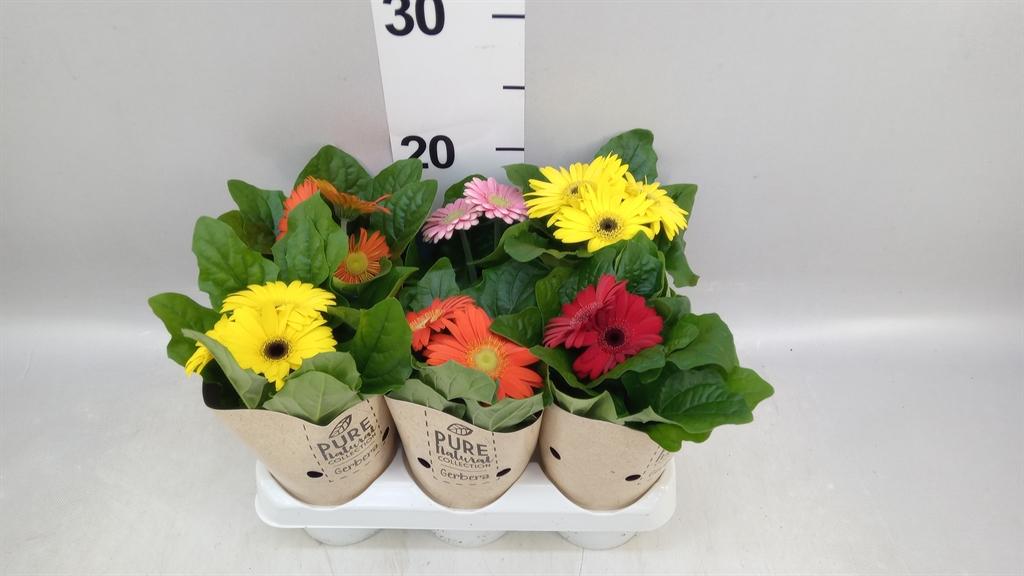 Горшечные цветы и растения оптом Gerbera colourgame ...mix от 6шт (для телеги) из Голландии с доставкой по России Горшечные цветы и растения оптом Gerbera colourgame ...mix от 6шт (для телеги) из Голландии с доставкой по России