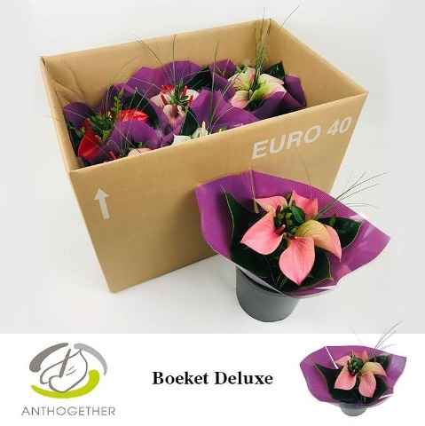 Срезанные цветы оптом Anthurium bouquet от 6шт из Голландии с доставкой по России