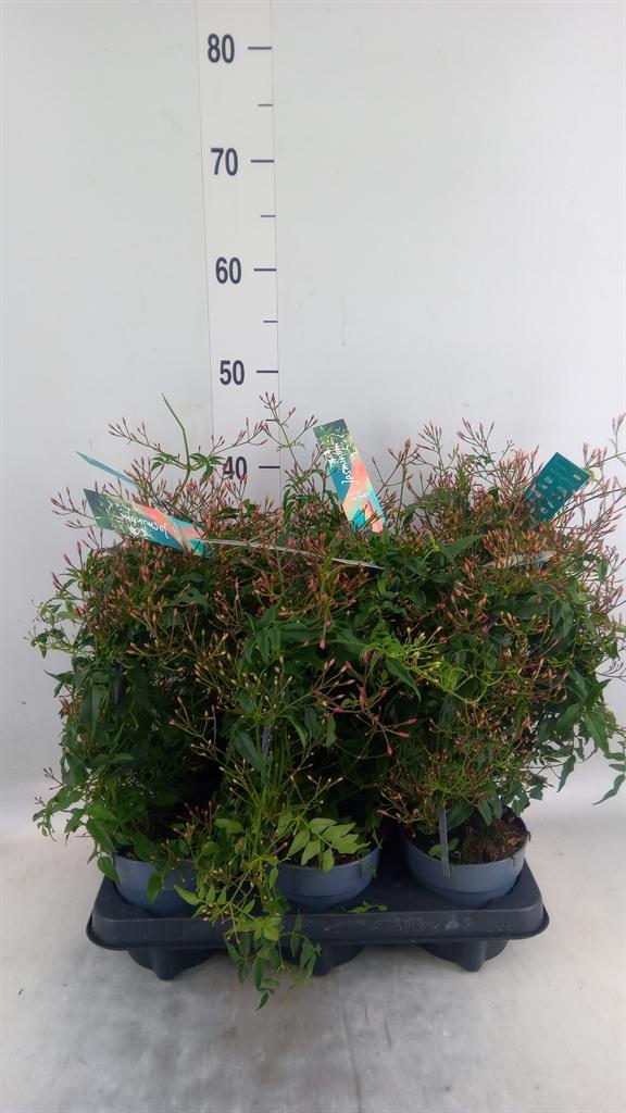 Горшечные цветы и растения оптом Jasminum Polyanthum от 6шт из Голландии с доставкой по России
