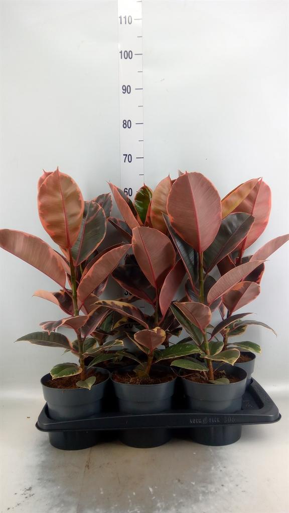 Горшечные цветы и растения оптом Ficus El Belize от 6шт из Голландии с доставкой по России
