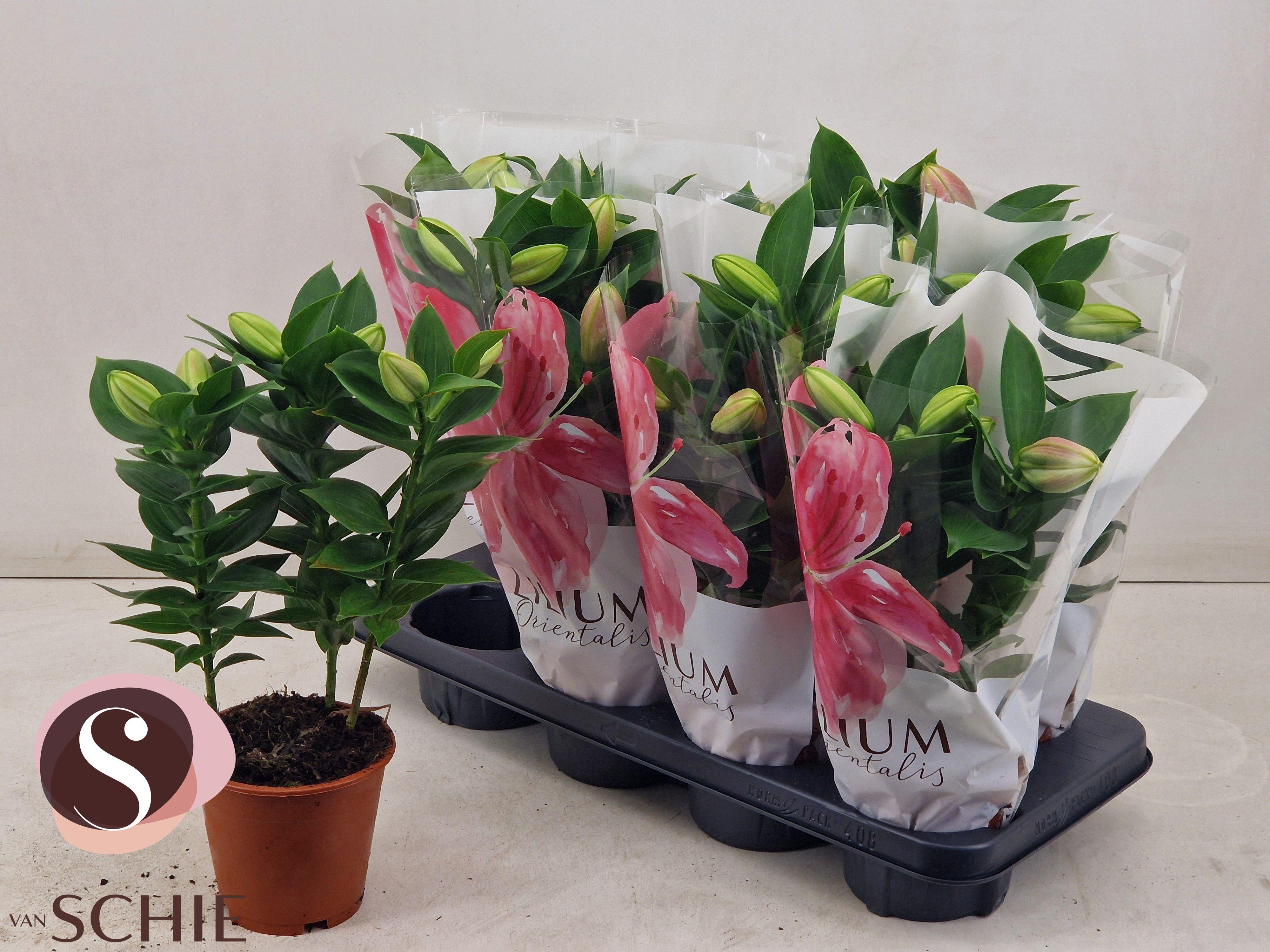 Горшечные цветы и растения оптом Lil Or Souvenir от 8шт из Голландии с доставкой по России Горшечные цветы и растения оптом Lil Or Souvenir от 8шт из Голландии с доставкой по России