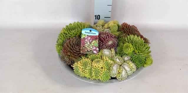 Горшечные цветы и растения оптом Sempervivum от 1шт из Голландии с доставкой по России