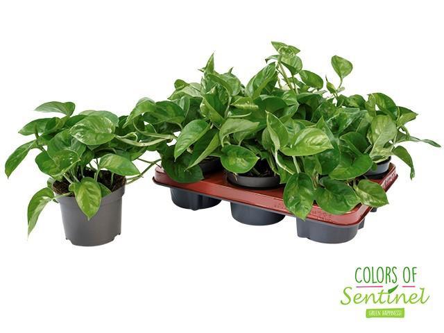 Горшечные цветы и растения оптом Epipr Global Green от 6шт из Голландии с доставкой по России