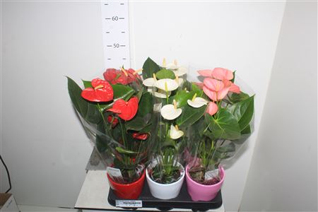 Горшечные цветы и растения оптом Anthu An Gem 3 Kl 4+ Ceramic от 6шт из Голландии с доставкой по России