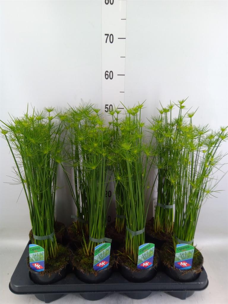 Горшечные цветы и растения оптом Cyperus Haspan от 8шт из Голландии с доставкой по России