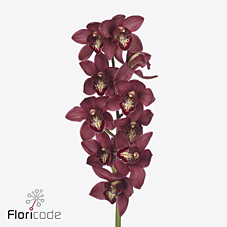 Срезанные цветы оптом Cymbidium red cherry-o от 6шт из Голландии с доставкой по России