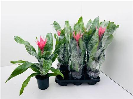 Горшечные цветы и растения оптом Aech Fas Primera от 6шт из Голландии с доставкой по России