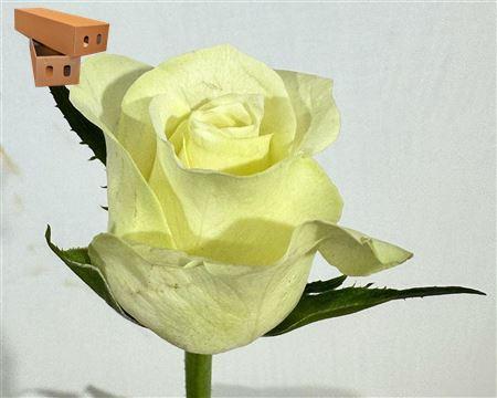 Срезанные цветы оптом Rosa large snowstorm+ от 280шт из Голландии с доставкой по России