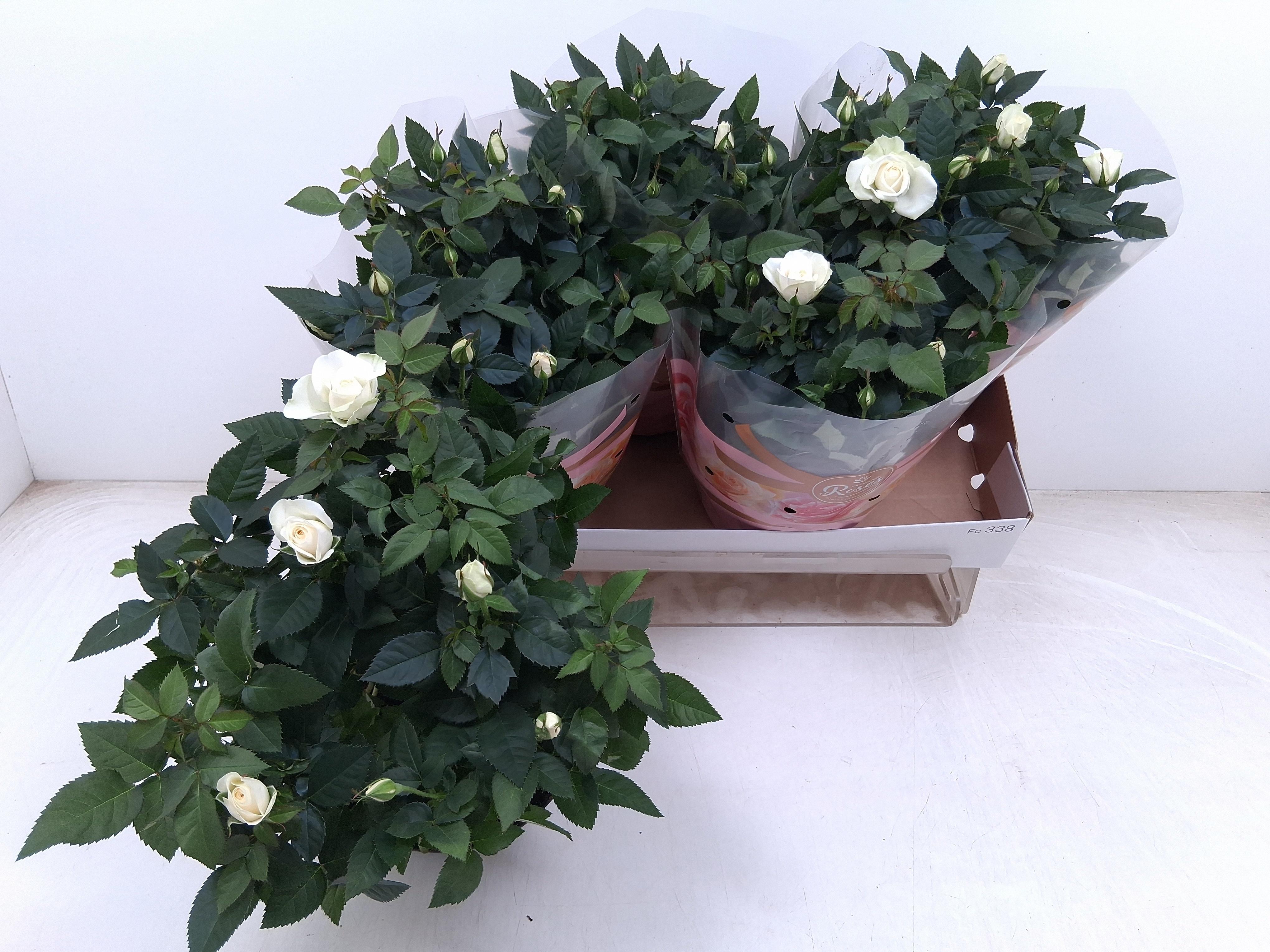 Горшечные цветы и растения оптом Ro Fav Ro White от 4шт из Голландии с доставкой по России