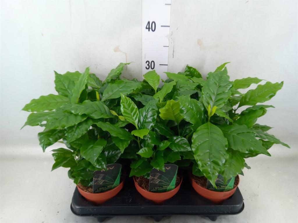 Горшечные цветы и растения оптом Coffea Arabica от 6шт из Голландии с доставкой по России