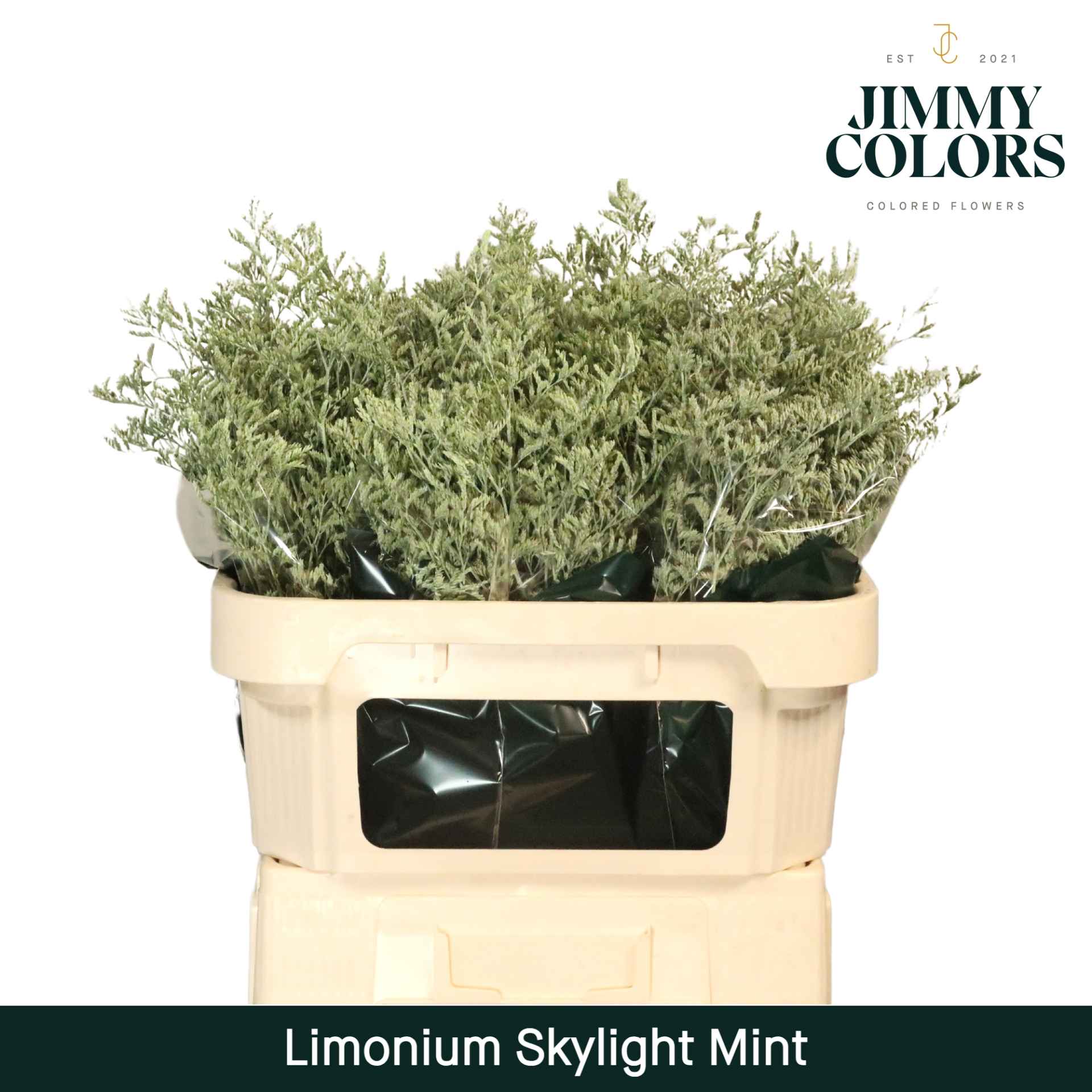 Срезанные цветы оптом Limonium paint mint green от 75шт из Голландии с доставкой по России