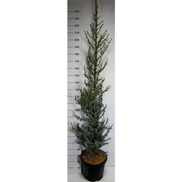 Горшечные цветы и растения оптом Cedrus Lib Glauca от 1шт из Голландии с доставкой по России