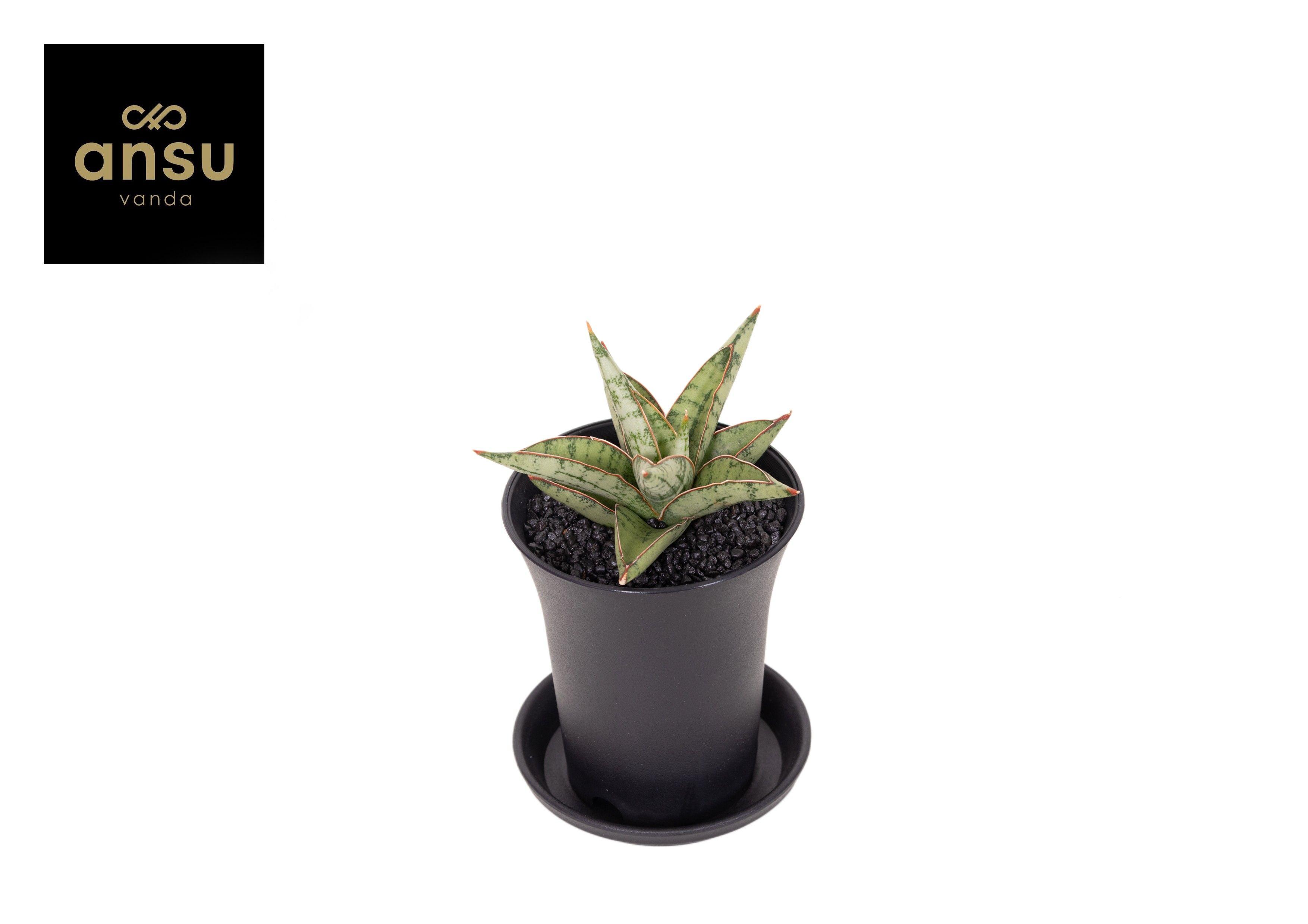Горшечные цветы и растения оптом Sansevieria Comet Canoe No.3 от 9шт (для телеги) из Голландии с доставкой по России